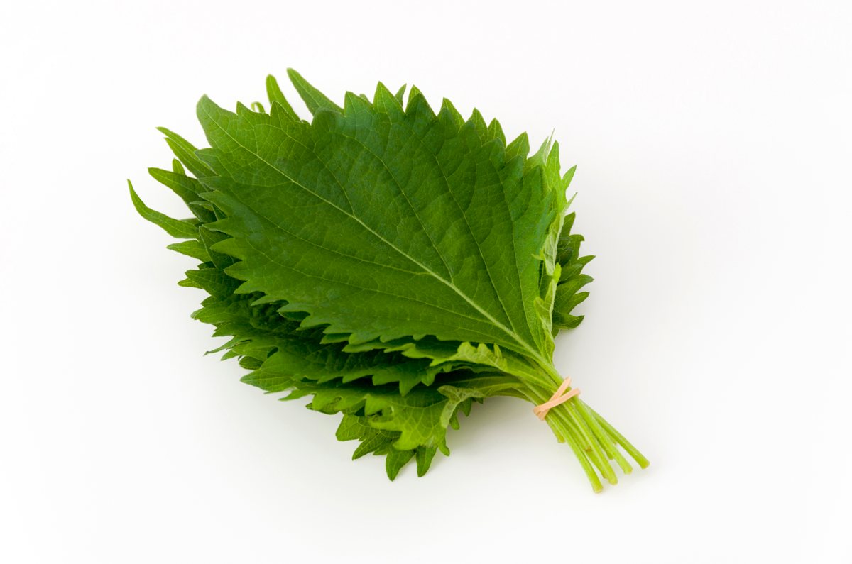 Shiso japanese recipe