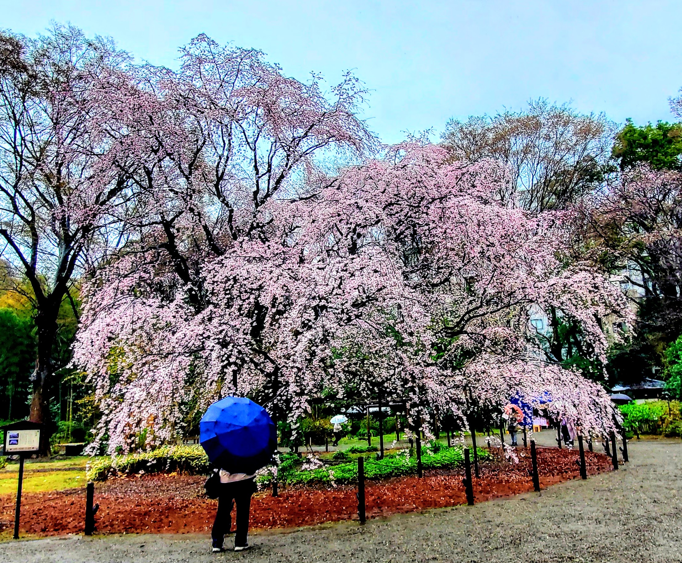 Visiting Japan After the Pandemic